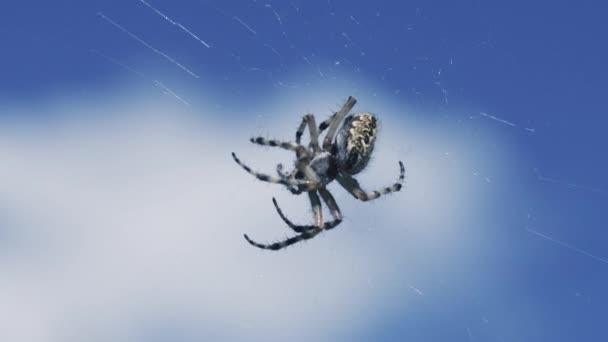 Tarantola in micro-fotografia.Creativa. Un ragno con un bel motivo sulla schiena pesa su una tela su uno sfondo blu cielo. — Video Stock