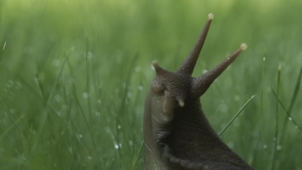 Gran cóclea. Creativo. Un insecto sentado y tratando de moverse por la hierba con una gran boca. — Vídeo de stock