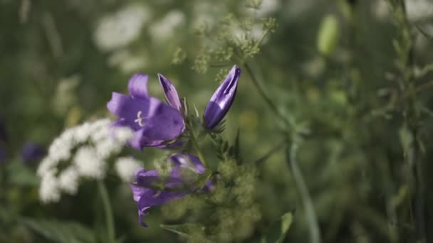 Фіолетові квіти в макрофотографії. Яскраві дзвони висять квіти поруч з білими квітами на траві . — стокове відео