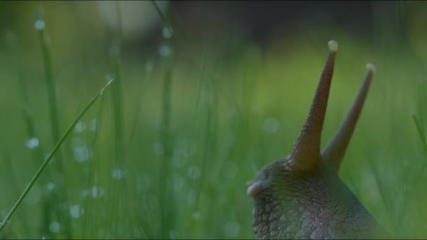 Snigel i makro fotografi. En insekt med långa morrhår sitter i ett långt grönt gräs där det finns en liten dagg. — Stockvideo