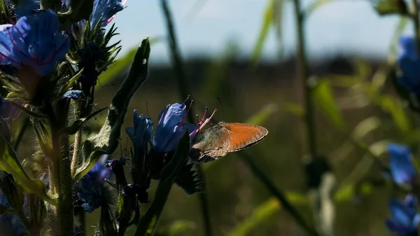 Großaufnahme eines kleinen Schmetterlings, der auf einer Blütenknospe sitzt. Kreativ. Sommerlandschaft mit der grünen und blühenden Wiese und einem kleinen Insekt auf einer Blume. — Stockfoto