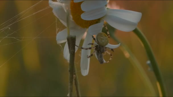 Edderkop på daisy med web. Kreativt. Nærbillede af edderkop på eng blomst på solrig dag. Edderkop med spind på blomst ved solnedgang. Makrokosmos af eng skabninger – Stock-video