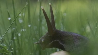 Çimenlikteki üzüm salyangozunun yakın çekimi. Yaratıcı. Yağmurdan sonra çiğ taneleriyle çimenlerde büyük bir salyangoz. Yeşil çimlerde güzel bir salyangoz. Yaz otlağında makrocosm