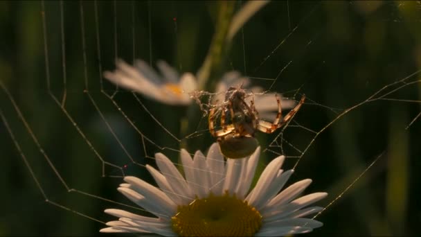 クモは網でデイジーに。創造的だ。晴れた日に牧草地の花にクモのクローズアップ。日没時に花に網を持つクモ。牧草地の生き物のマクロルーム — ストック動画