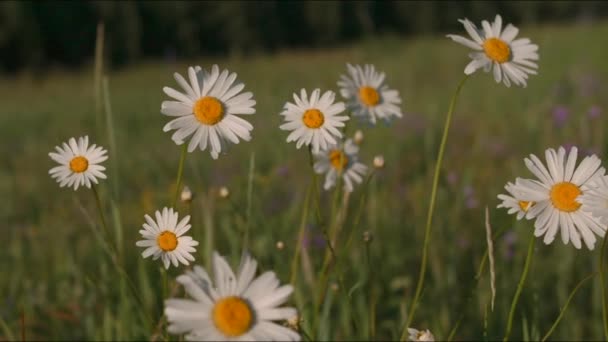 Childs hands holding daisies in the field. Creative. Close up of boy holding bouquet of summer flowers with white petals and yellow bud. — Vídeo de Stock