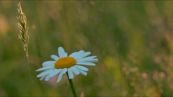 धुंधला हरा पृष्ठभूमि पर गर्मियों के मैदान पर कैमोमाइल। क्रिएटिव सफेद पत्तियों और पीले बुड के साथ सुंदर फूल बंद करें . — स्टॉक वीडियो