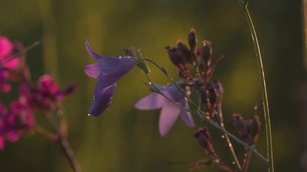 Grama de prado de verão e ervas. Criativa. Chuva quente caindo sobre belas flores roxas e rosa crescendo no campo. — Vídeo de Stock