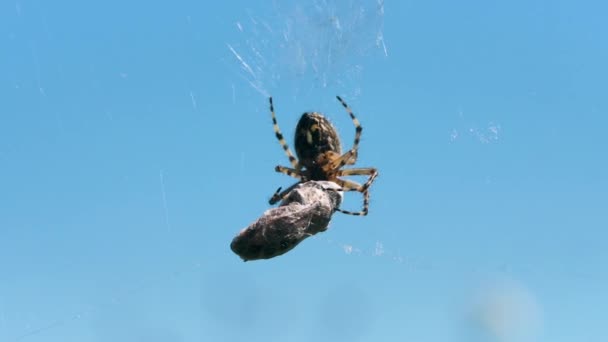 Pavouk s obětí na webu. Kreativní. Detailní záběr pavučiny omotané kolem oběti. Spider vaří jídlo na webu na modrém pozadí oblohy