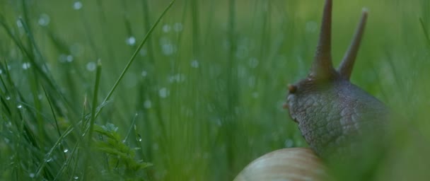 Detailní záběr roztomilého hada v zelené trávě s kapkami ranní rosy. Kreativní. Šnek se svinutou skořápkou sedící na zeleném letním poli. — Stock video