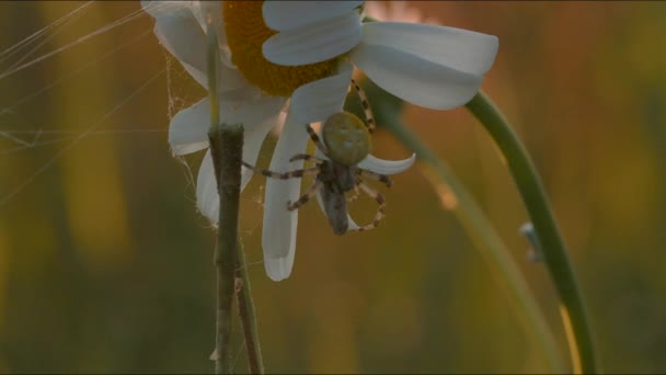 Papatya çiçeğindeki örümceğe yaklaş, yaz tarlası. Yaratıcı. Günbatımında çiçekler arasında örümcek ağı. — Stok video