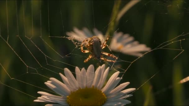 Zblízka pavouka na heřmánku, letní pole. Kreativní. Pavučina mezi květy na letní louce při západu slunce. — Stock video