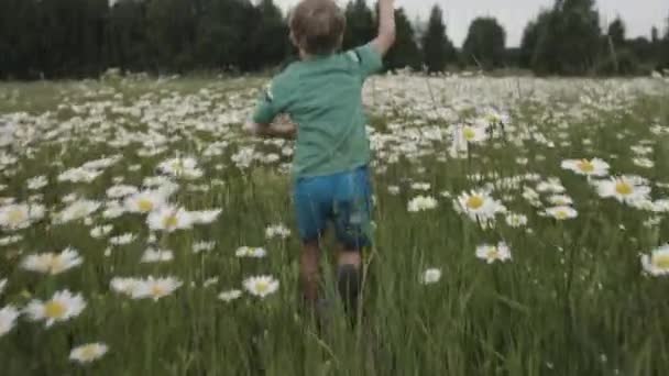 Koncept dětství a svobody, chlapec, který běhá po rozkvetlé louce. Kreativní. Zadní pohled na malého chlapce běžícího heřmánkovým polem za letního slunečného dne. — Stock video