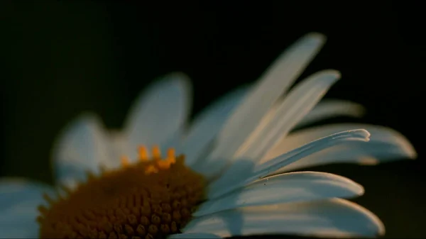 Fleurs de marguerite jaunes et blanches dans la prairie, fermer. Créatif. Paysage naturel avec des fleurs en fleurs, vue maro de fleur de camomille. — Photo