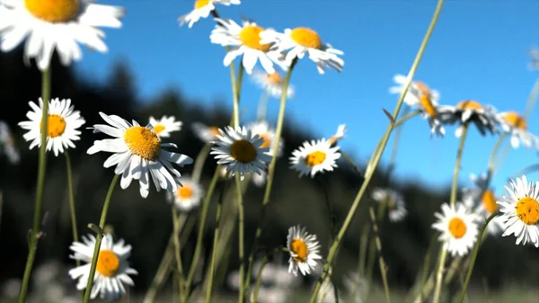 Primer plano de pequeñas margaritas con pétalos blancos y brotes amarillos. Creativo. Arbusto floreciente de manzanillas en el campo en un día soleado de verano. — Foto de Stock