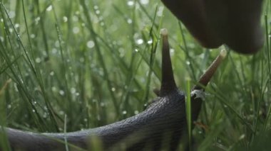 Otların arasında bir salyangoz. Yaratıcı. Uzun, kaygan bıyıklı bir salyangoz küçük yeşil çimenlerde oturur ve hareket eder. .