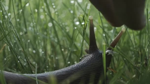 Šnek v trávě. Kreativní. Šnek s dlouhými kluzkými vousy sedí v malé zelené trávě a pohybuje se . — Stock video