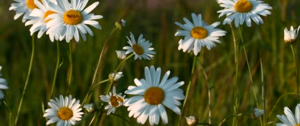 Chamomile fields. Creative. Bright daisies bask in the sun in macro photography against the background of grass . — Vídeo de Stock