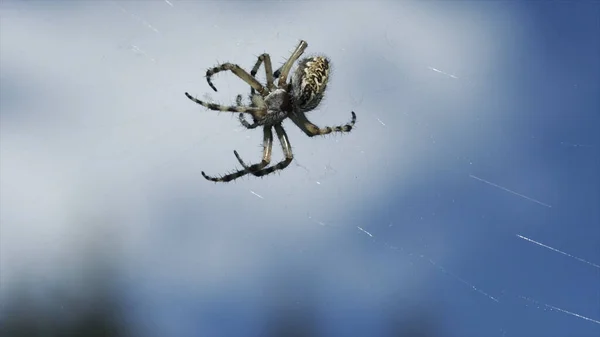 Close-up van spin in een web op wazig blauwe lucht achtergrond met wolken. Creatief. Proces van het bouwen van een spinnenweb door een insect, wild natuurconcept. — Stockfoto