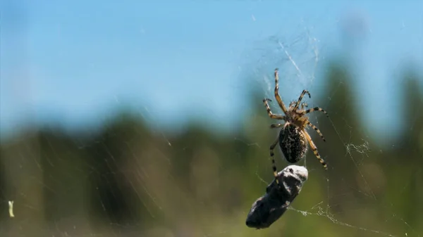 Närbild av spindel med byten i naturen. Kreativ. Vild spindel på nätet på suddig bakgrund av naturen. Spindel med byte på nätet på solig sommardag på äng — Stockfoto