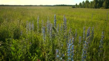 Güneşli bir günde yaz çiçekleri, doğa ve bitki kavramı. Yaratıcı. Yeşil bir çayır üzerinde uzun otlar ve çiçekler..