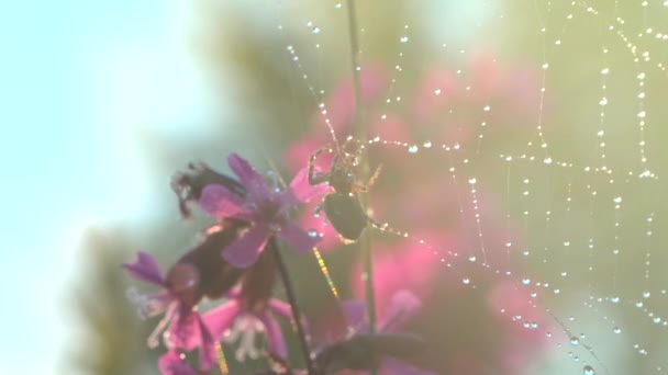 Spider in macro fotografie.Creatief. Een spin die op een zonneweb zit en zich eraan vastklampt met zijn kleine shaggy pootjes zit naast paarse orchideeën in de zon. — Stockvideo