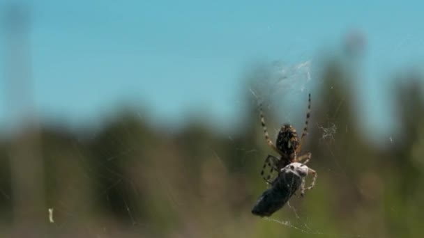 Gros plan d'une araignée et de sa victime piégés dans une toile sur fond vert flou. Créatif. Concept de nature sauvage, alimentation d'un insecte. — Video