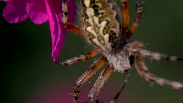 Прекрасный тарантул с цветной спиной. Творческий подход. Яркие фиолетовые цветы с паутиной, на которой он висит на лапах. — стоковое видео