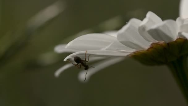 Primer plano de hermosa flor de manzanilla con una hormiga pequeña bajo la lluvia cálida de verano. Creativo. Gotas de agua cayendo sobre pétalos blancos y brote amarillo de flor. — Vídeos de Stock