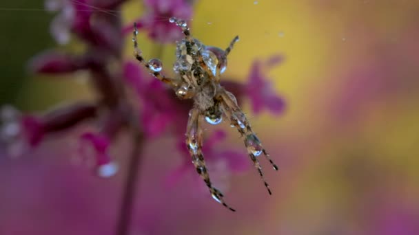 Un insecte sous la pluie. Créatif. Une intéressante araignée de couleur assise sur une toile avec des gouttelettes d'eau et derrière elle il pleut tombant dessus, des fleurs et des toiles d'araignée. — Video