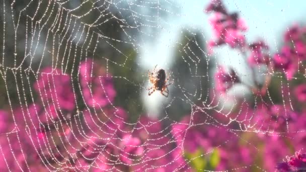 Aranha na macrofotografia. Criativa. Uma aranha sentada em uma teia solar e agarrada a ela com suas pequenas patas desgrenhadas senta-se ao lado de orquídeas roxas ao sol. — Vídeo de Stock