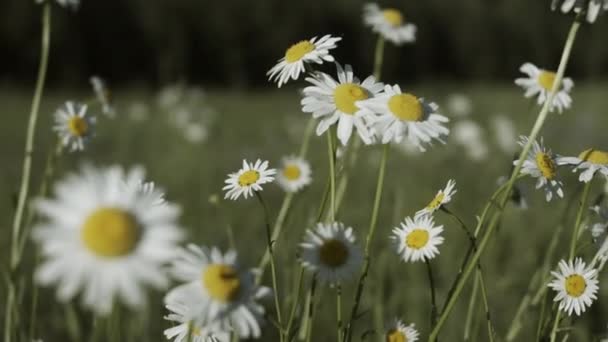 Beautiful daisies in meadow on clear sunny day. Creative. Close-up of bright meadow daisies on background of sunny day. Nostalgic colors with meadow daisies — Vídeo de Stock