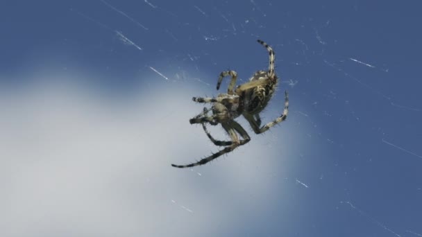 Închidere de păianjen mare pe web pe fundalul cerului. Creativ. Păianjen sălbatic luncă cu pânză pe fundal albastru cer. Frumos păianjen luncă pe web în ziua însorită. Macrocosmos pe pajiște de vară — Videoclip de stoc