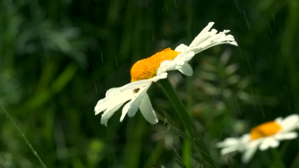Κοντινό πλάνο όμορφων λουλουδιών χαμομηλιού κάτω από την καλοκαιρινή ζεστή βροχή. Δημιουργικό. Σταγόνες νερού που πέφτουν σε λευκά πέταλα και κίτρινα μπουμπούκια λουλουδιών. — Αρχείο Βίντεο
