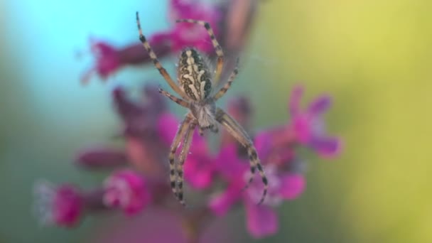 Macro view of a small spider with falling drops of summer rain. Creative. Spider insect on its web on blurred floral background. — Stockvideo