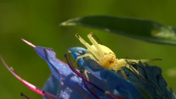 Sommerblumen an einem sonnigen Tag, Konzept der Natur und Flora. Kreativ. Nahaufnahme von blauen und gelben Blume auf einer grünen blühenden Wiese Hintergrund. — Stockvideo