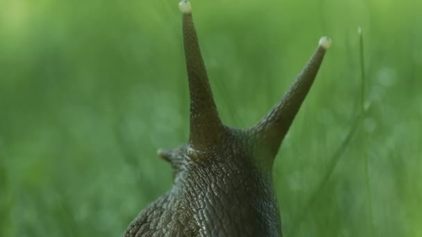 Gros plan de l'escargot des raisins dans l'herbe. Créatif. Grand escargot dans l'herbe avec rosée après la pluie. Bel escargot de raisin dans l'herbe verte. Macrocosme dans la prairie d'été — Video