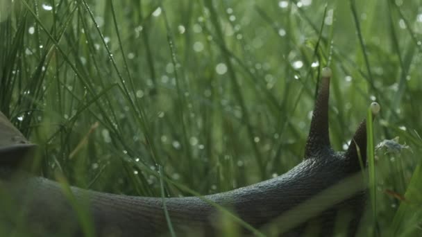 Detailní záběr hroznového šneka v trávě. Kreativní. Velký slimák v trávě s rosou po dešti. Krásný hroznový šnek v zelené trávě. Makrokosmos na letní louce — Stock video
