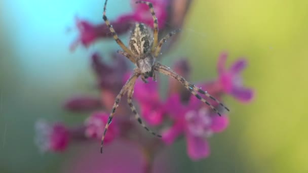 Hmyz v dešti. Kreativní. Zajímavý barevný pavouk sedící na pavučině s kapkami vody a za ní prší, květiny a pavučiny.
