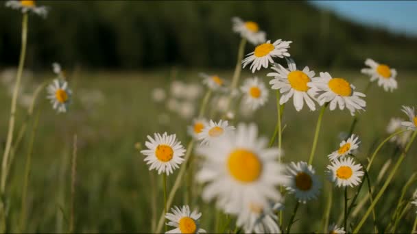 Beautiful daisies in meadow on clear sunny day. Creative. Close-up of bright meadow daisies on background of sunny day. Macrocosm among blooming summer daisies — Vídeo de Stock