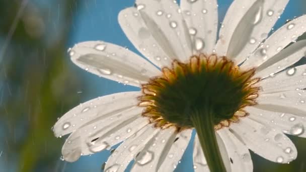 Zbliżenie stokrotki wody kwiat wth krople na rozmyte naturalne pole i tło nieba. Kreatywny. Spadający letni deszcz na kwitnący kwiat. — Wideo stockowe