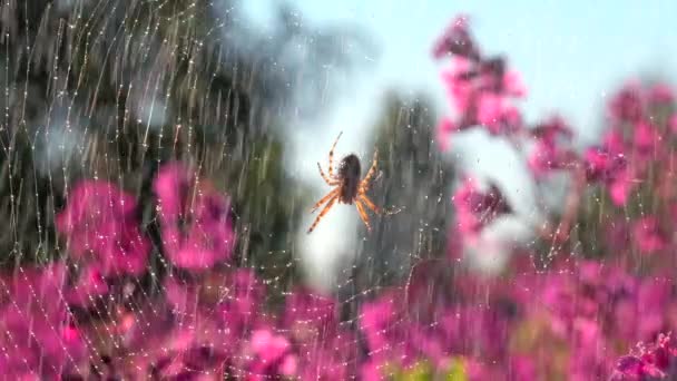 Gotas de agua de lluvia cayendo sobre suaves flores de color rosa y la red con una araña. Creativo. Lluvia cálida de verano cayendo sobre flores florecientes y el insecto. — Vídeo de stock