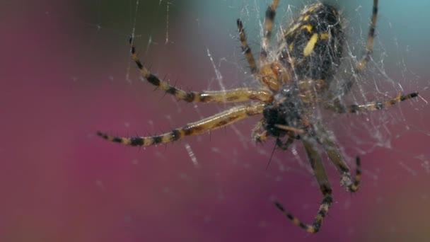 Close up af edderkop spinning web på baggrund af lyserøde slørede blomster og himmel. Kreativt. Verden af vild natur. – Stock-video