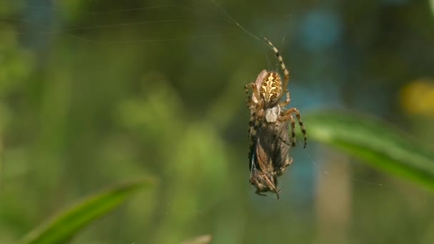 Крупный план паука и его жертвы в ловушке в паутине на размытом зеленом фоне. Творческий подход. Дикая природа, кормление насекомых. — стоковое видео