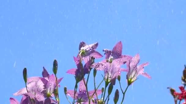 Rain water drops falling on soft pink flowers. Creative. Summer warm rain falling down on blooming flowers on blue clear sky background. — Vídeo de Stock