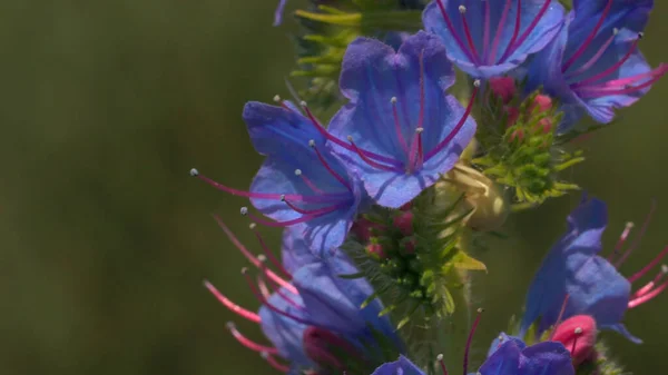 Herbe de prairie d'été et herbes. Créatif. Gros plan de belles fleurs violettes poussant sur le champ flou sur le fond. — Photo