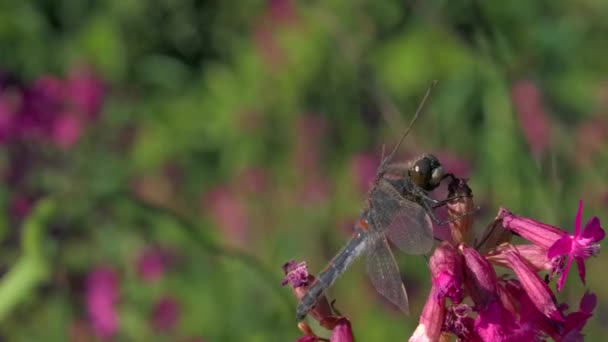 Blommande rosa och lila äng och en trollslända på rabatten i trädgården. Kreativ. Närbild av en insekt på ett mjukt kronblad av en blomma. — Stockvideo