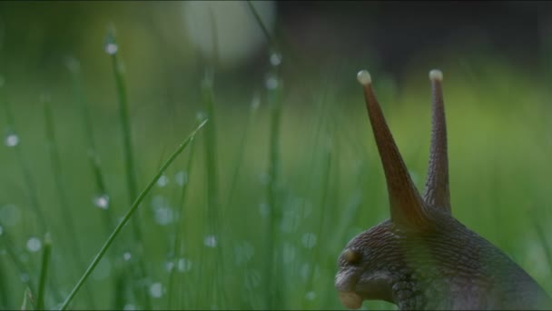 露と草の中に大きなカタツムリ。創造的だ。閉じる緑の草の背景に美しいカタツムリのアップ。雨の後、草の中のブドウのカタツムリクロール — ストック動画