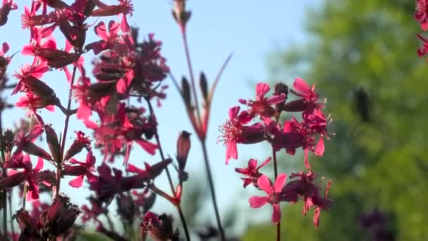 Grote spin opknoping op spinnenweb op wazig groene en roze achtergrond. Creatief. Close-up van een insect op een zomerveld met een focus op bloemen. — Stockvideo