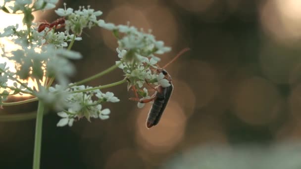 Close up of an ant or a bug on a white meadow flower on blurred background. Creative. Small Insect in the summer field, macro view. — Stockvideo