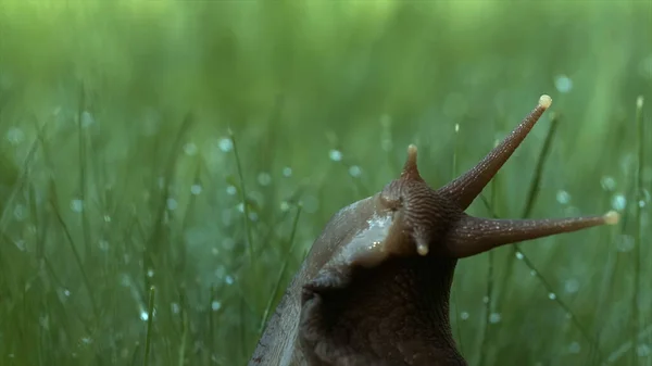 Makró kilátás nedves csiga mászik között fű cseppek az eső. Kreatív. Reggeli harmat a vadon termő rét szárain és levelein friss zöld fű, egy csiga a vad természetben. — Stock Fotó